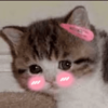 Blushing Cat (BLUS)