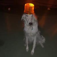 Dog Wif Flashing Light  (FLASHER)