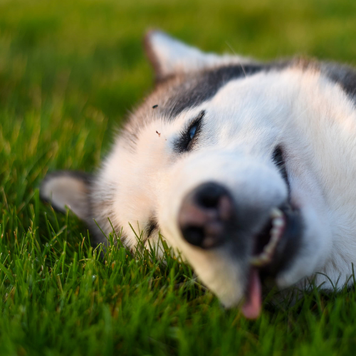 HUSKY (HUSKY)