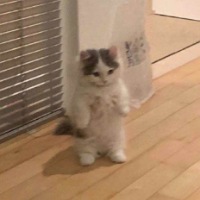 Michi  the Cat ($MICHI)