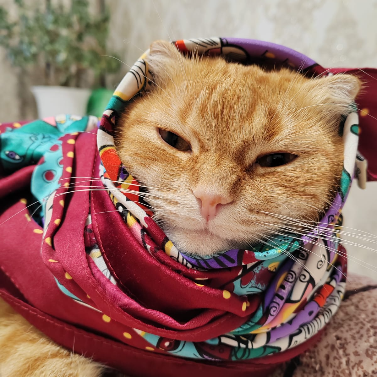 Toshka (TOSHKA)