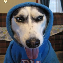 Dogwifhoodie (Doodie)