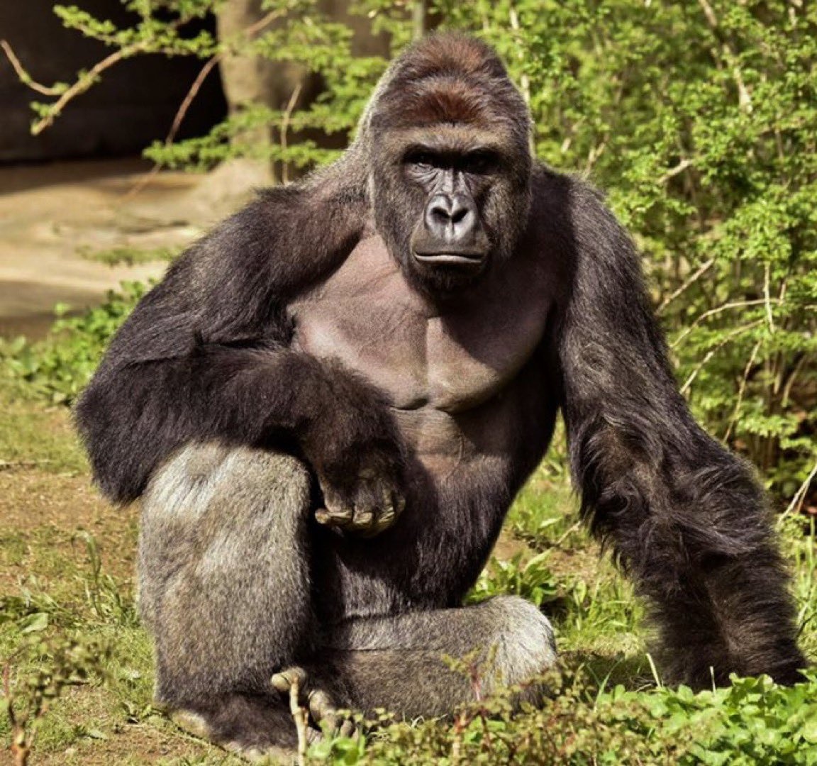 Harambe (Harambe)