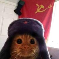 Communist Cat (CCAT)
