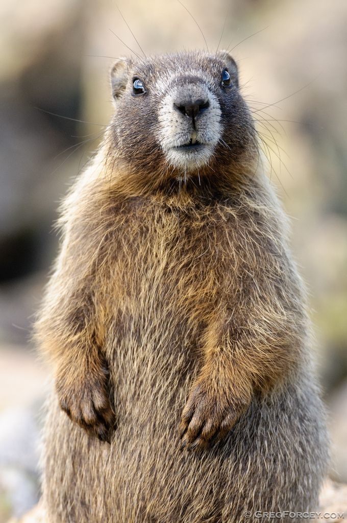 Life for Marmots (MARMOTS)