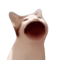 Popcat on TON  (POPCAT)
