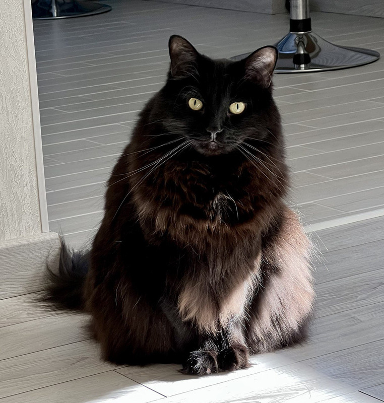 Telegram's Cat (Mittens)