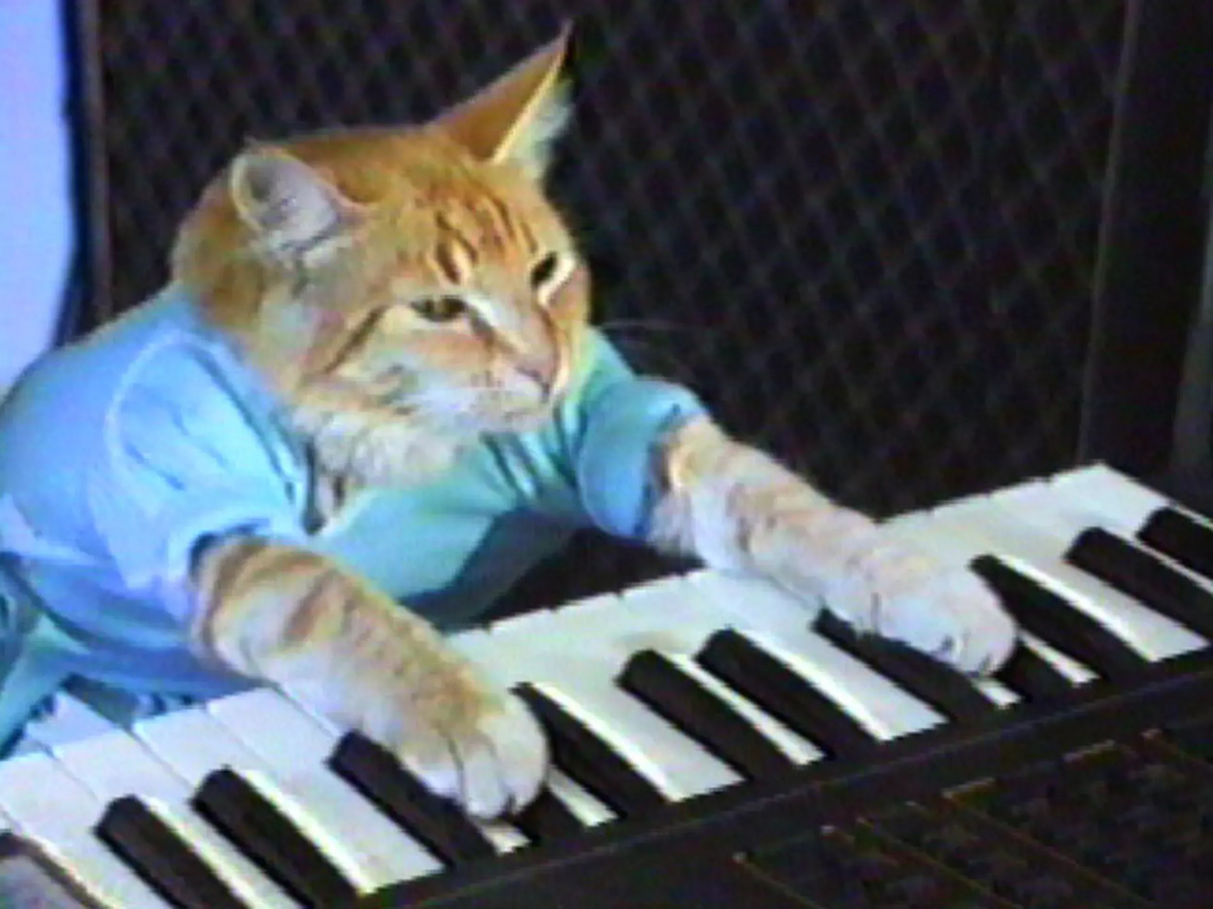 The Keyboard Cat (FATSO)