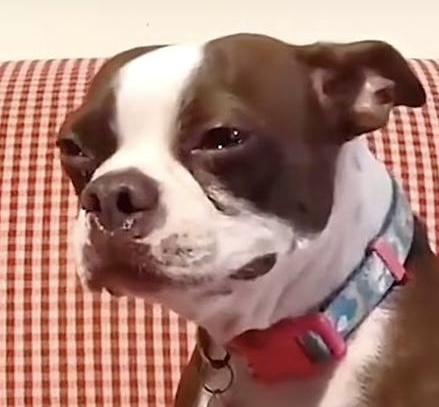 SAD WOOF (SADWOOF)