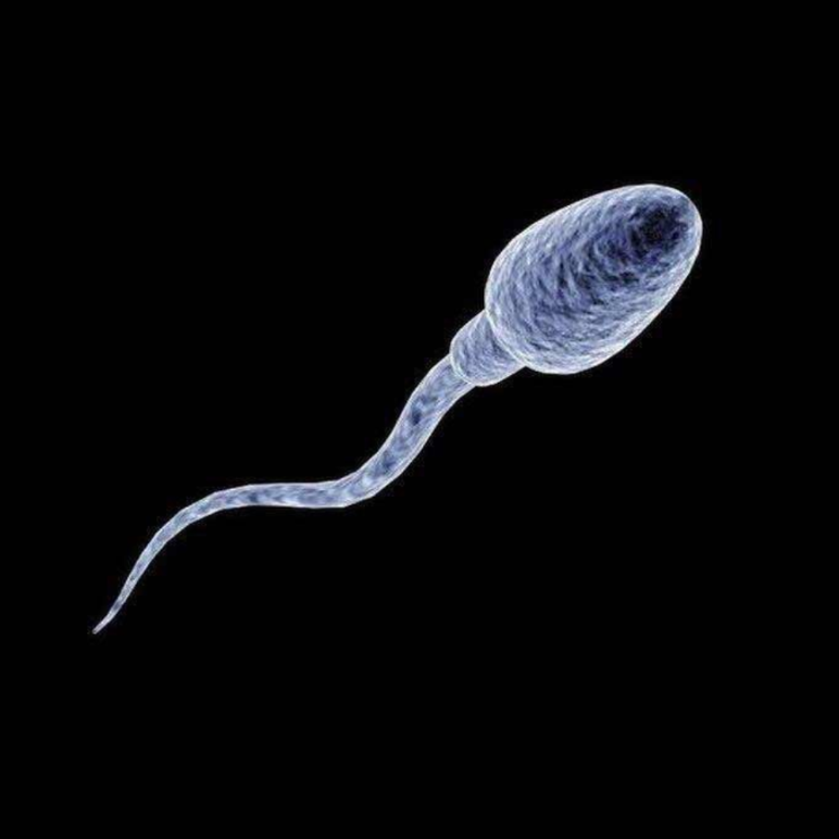 SPERMA (SPERMA)