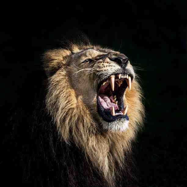 Lioncoin (LION)